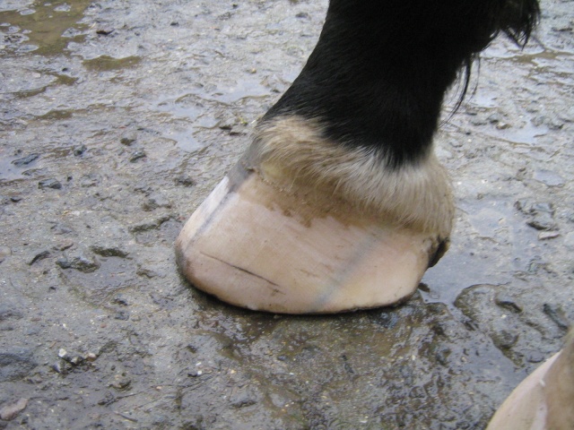Philou: cheval pieds nus (suite)... Img_3026