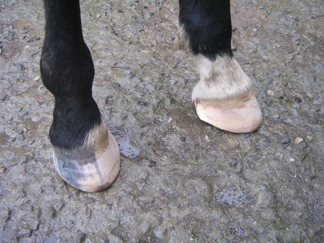 Philou: cheval pieds nus (suite)... Img_3037