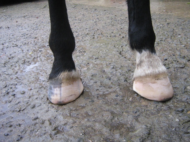 Philou: cheval pieds nus (suite)... Img_3039