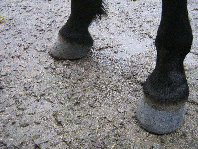 Philou: cheval pieds nus (suite)... Img_3040