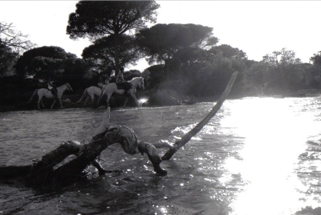 Qui est déjà allé en Camargue se ballader à cheval ? Yonna_14