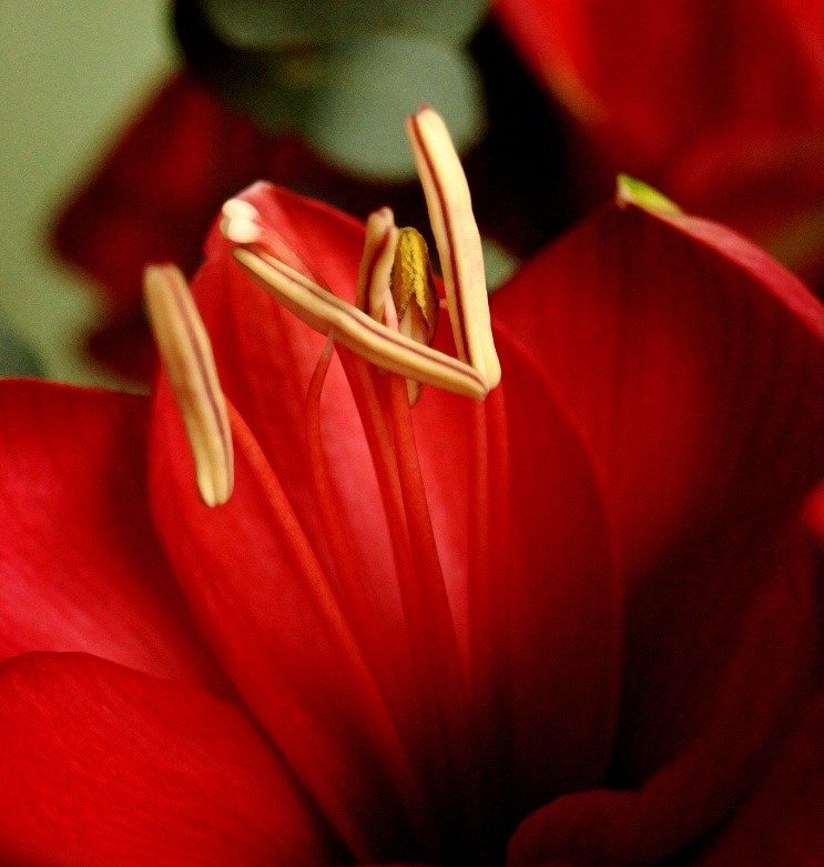 Amaryllis Amaral10