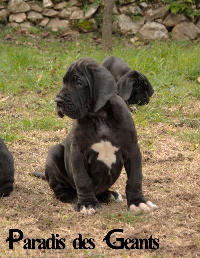 Des chiots dogue allemand au Paradis des Géants - Page 2 Ladisl12