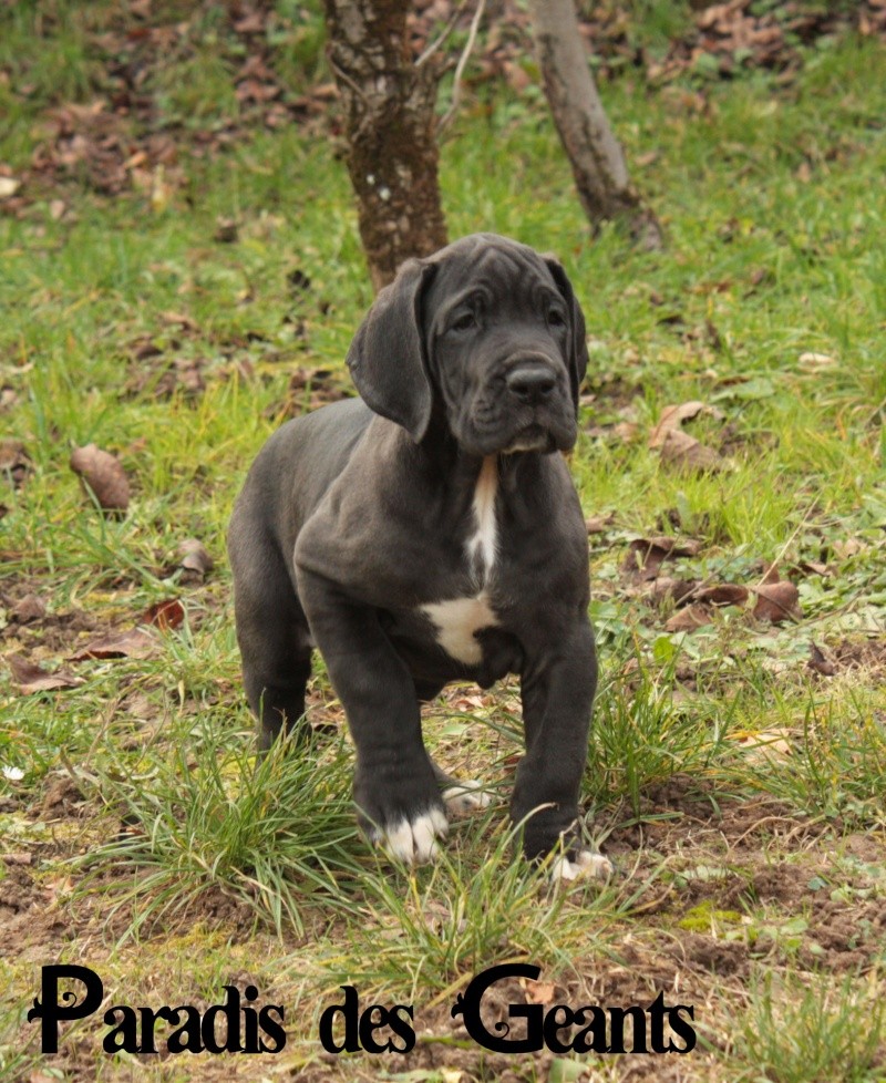 Des chiots dogue allemand au Paradis des Géants - Page 2 Laguer10