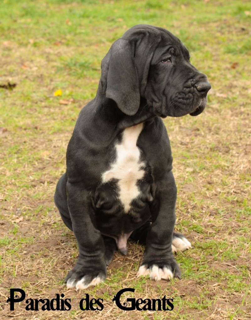 Des chiots dogue allemand au Paradis des Géants - Page 2 Loheng10