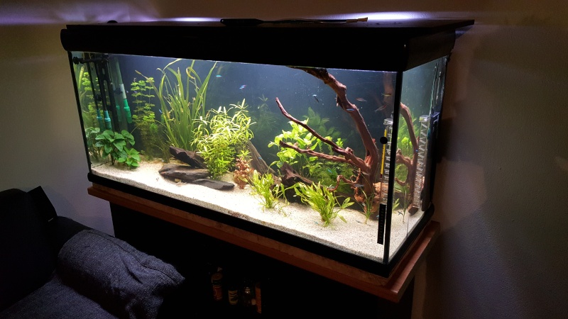 Nouvelle jeunesse pour un 450 L Discus - Page 3 20151111