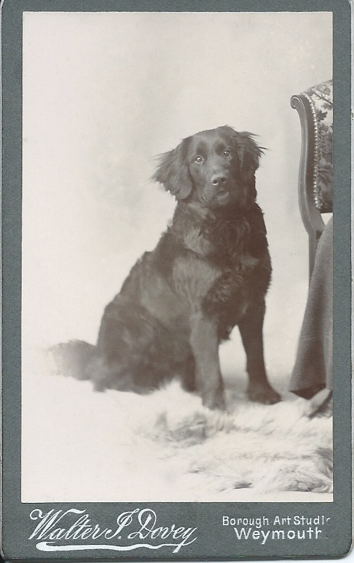 Photo d'un Retriever vers 1890... 189010