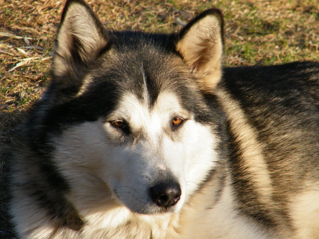 Maya, la cucciolata ed Hero... 2510