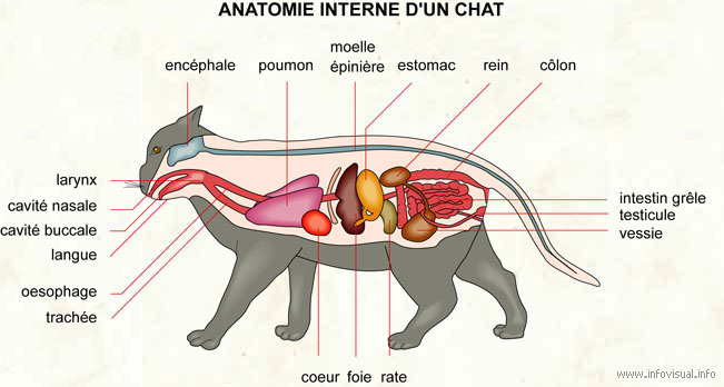 Chat Anatomie Du Chat Generalites Sur Les Chats Nimo