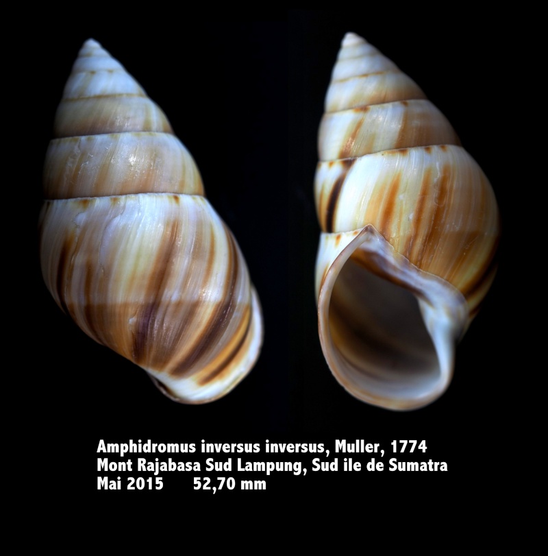 Amphidromus inversus inversus (Muller, 1774) Amphid12