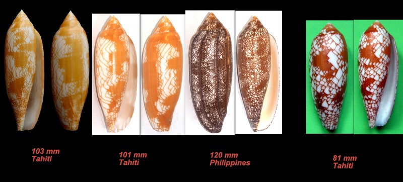Conus (Darioconus) auratinus da Motta, 1982 - Page 2 Aurati10