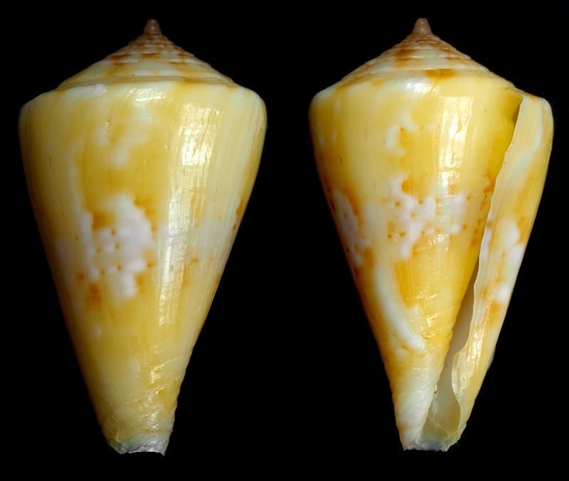 Conus (Splinoconus) dayriti Röckel & da Motta, 1983  Conus_13