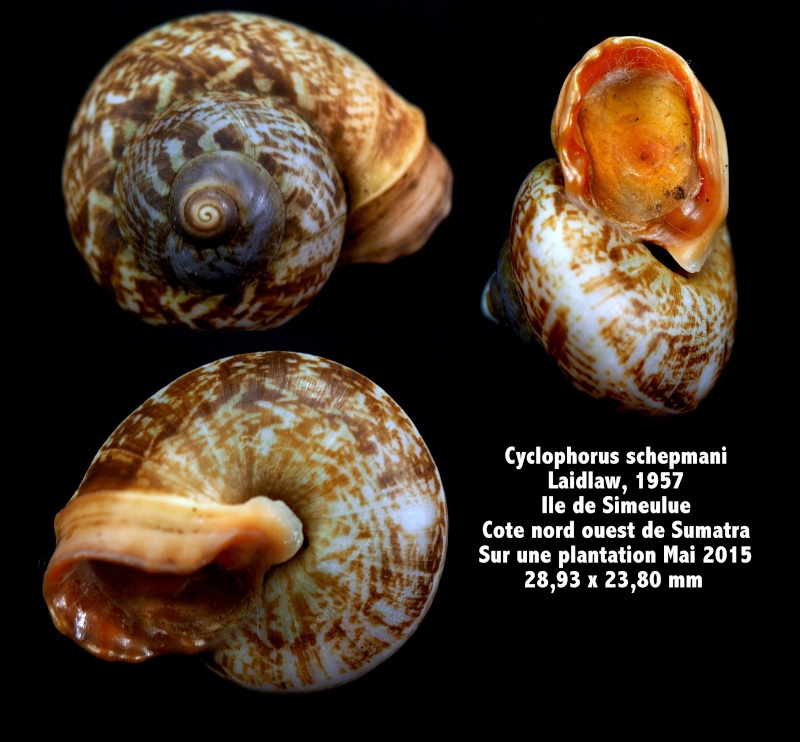 Cyclophorus schepmani (Laidlaw, 1957) Cyclop10