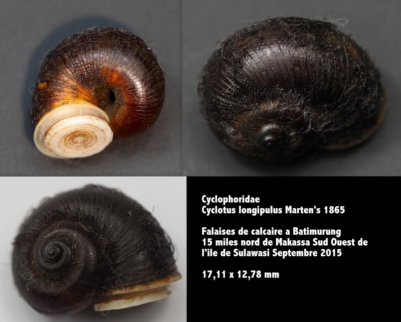 Cyclotus longipilus (Von Martens, 1865) Cyclot10