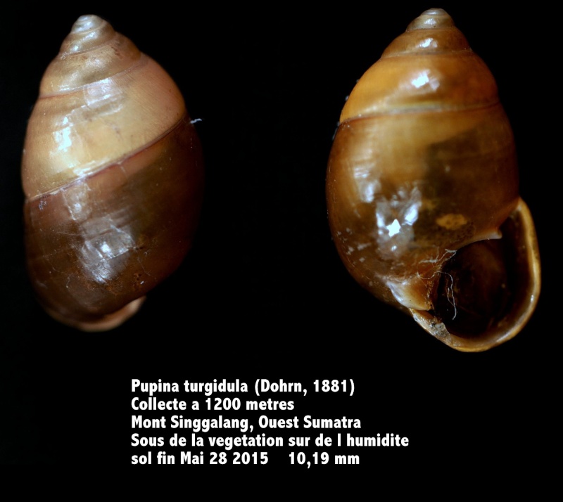 Pupina turgidula (Dorn, 1881) Pupila10