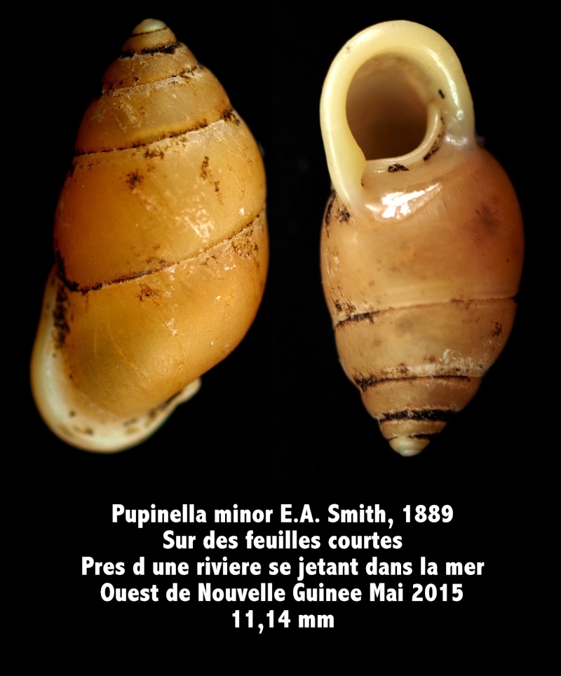 Pupinella minor (E.A. Smith, 1889) Pupila12
