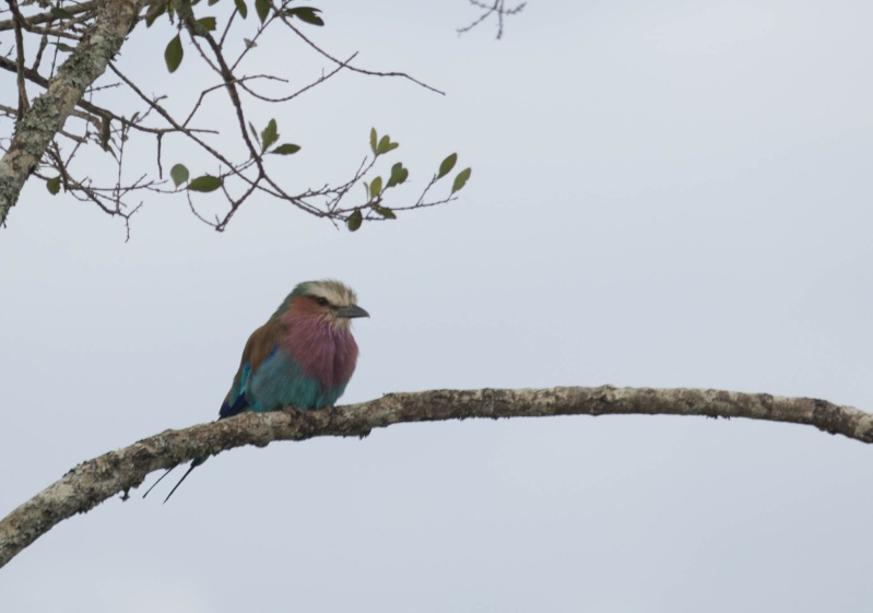 Mara North and Ol Pejeta - October 2015 - Page 2 Ou5a2910