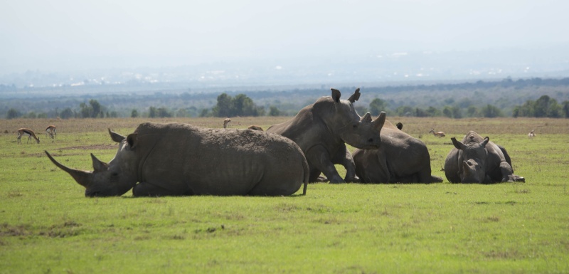 Mara North and Ol Pejeta - October 2015 - Page 2 Ou5a2913