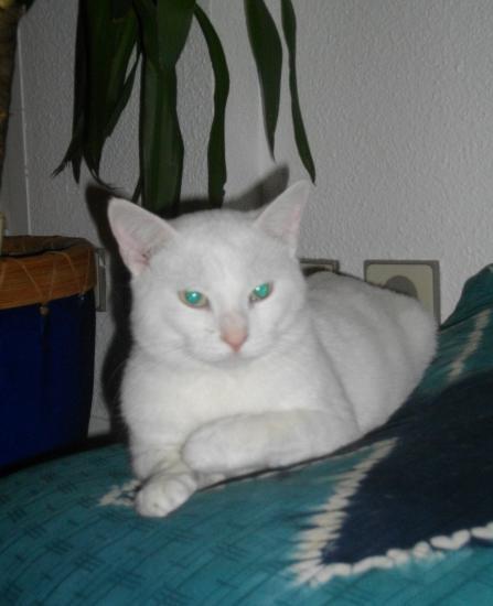 FLOCKY mâle blanc : ecole du chat de Caen Flocky10
