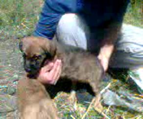 4 cachorros porte medio/grande URGENTE (Porto) Kiko10