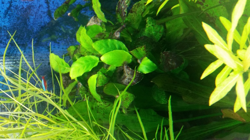 tache noir sur les plantes 20160211