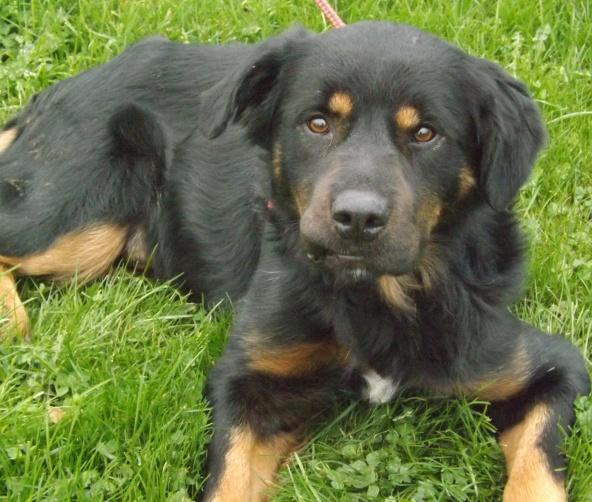 Turner x beauceron mâle né en 2011  Turner10