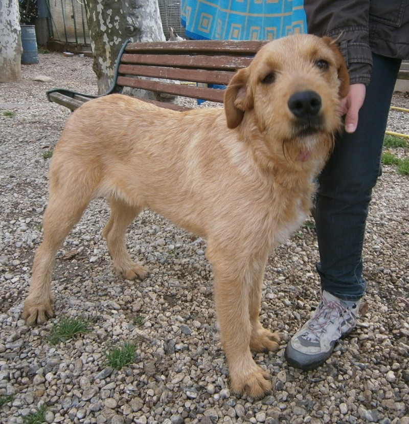 LAIKA , griffonne d'1 an , refuge des bérauds (26) Layka-10