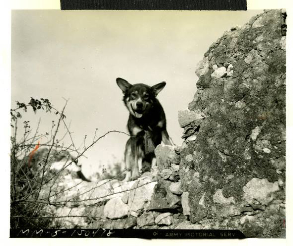 Chiens de guerre 310