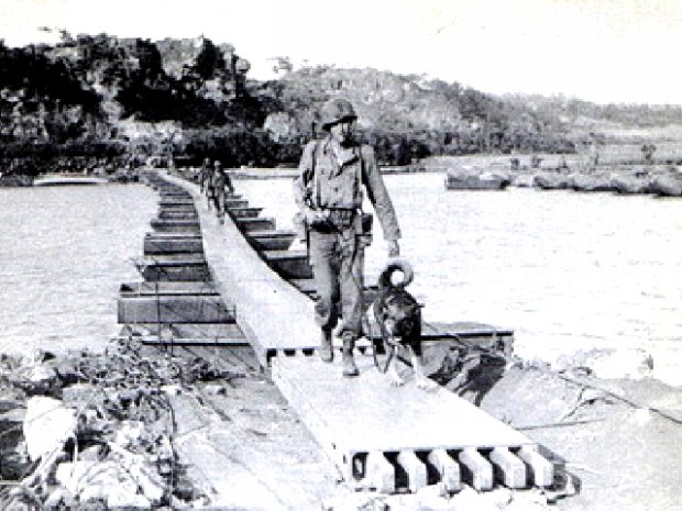 Chiens de guerre 510