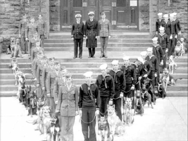 Chiens de guerre Z110