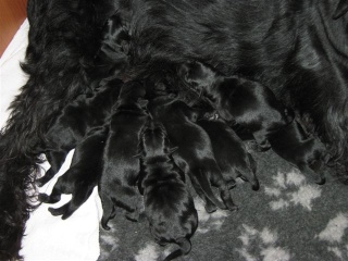 Schnauzer Puppies Black Nougat11