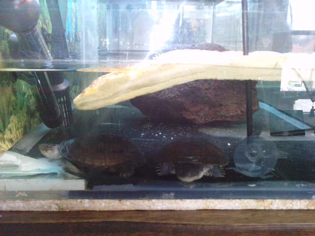 Aquaterrarium tortues. P0804113
