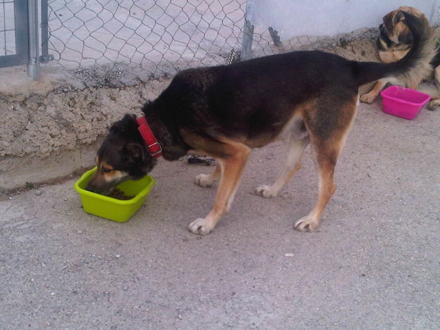 photos en vrac, protectora las torres, décembre 2015, Vera et Raay Img00414