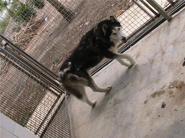 LOBO 6/7 ans, husky sibérien, fourrière de la honte, Espagne, DECEDE Lobo_210