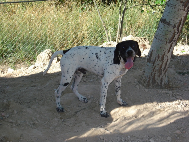 Neron, pointer, vit au bord d'une autoroute, cherche FA ou adoptants(SP) Neron112