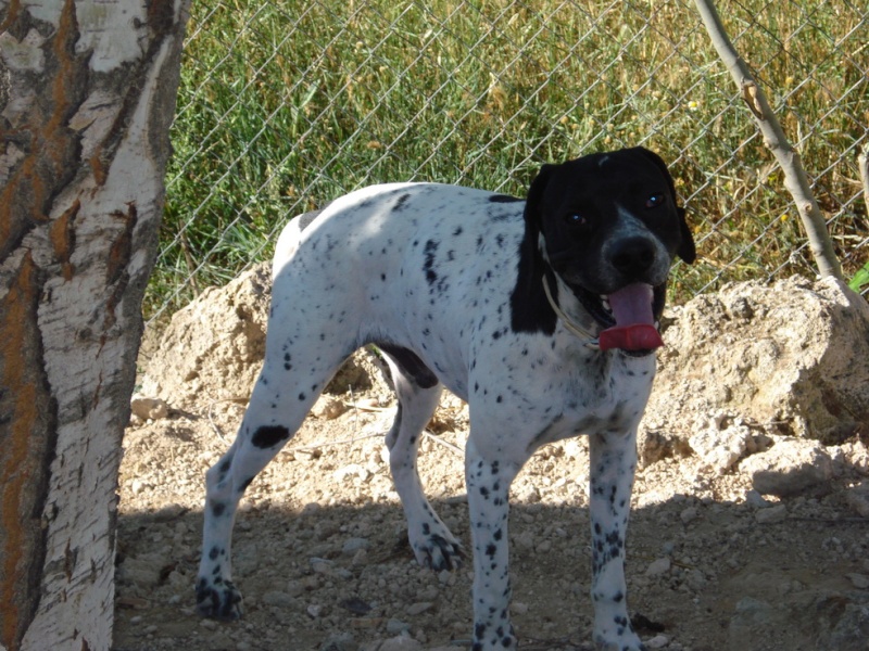 Neron, pointer, vit au bord d'une autoroute, cherche FA ou adoptants(SP) Neron_10