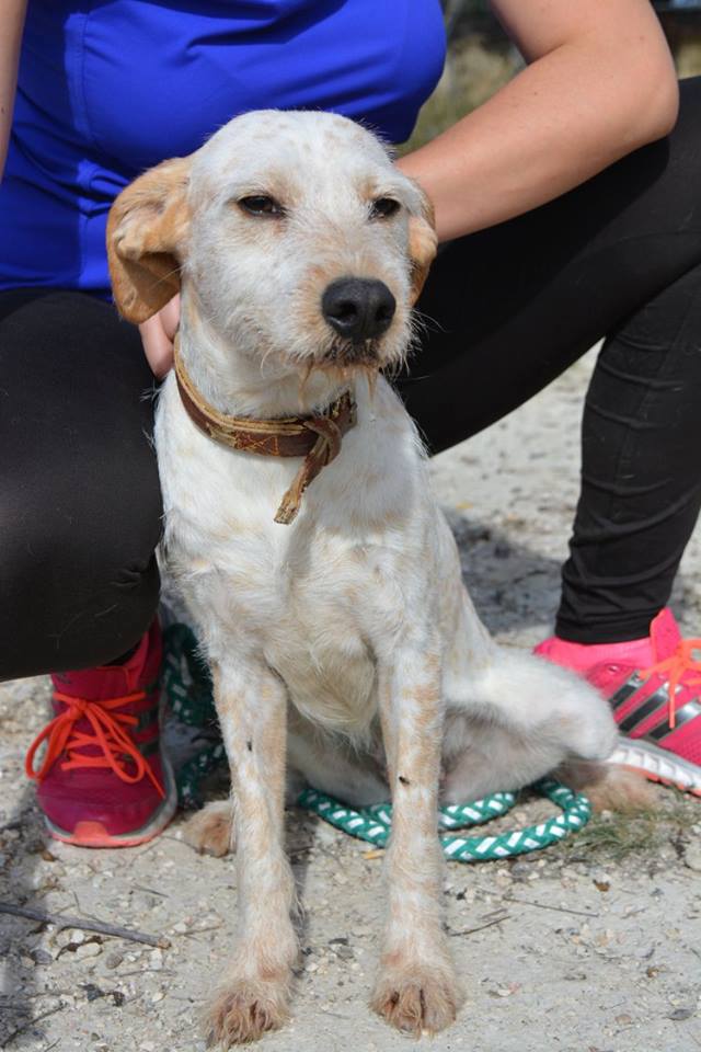 Luz, adorable petite chienne de 1 an et demi souffrant d'épilepsie Luz710