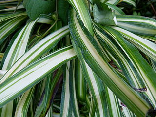 Chlorophytum comosum 320px-10