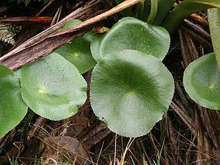 Ranunculus lyallii  320px-15