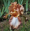 Les Iris plicata - une longue histoire et un bel exemple d'évolution Aprico10