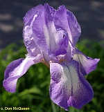 Les Iris plicata - une longue histoire et un bel exemple d'évolution Bellem10