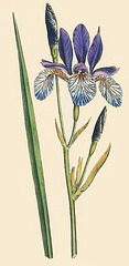 Iris sibirica - iris de Sibérie Botmag11