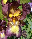 Les Iris plicata - une longue histoire et un bel exemple d'évolution Byline10