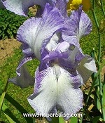 Les Iris plicata - une longue histoire et un bel exemple d'évolution Caroli10