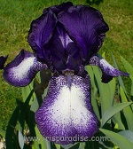Les Iris plicata - une longue histoire et un bel exemple d'évolution Dot_an10