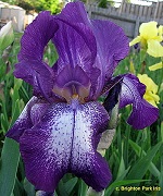 Les Iris plicata - une longue histoire et un bel exemple d'évolution Flying10