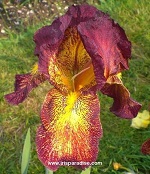 Les Iris plicata - une longue histoire et un bel exemple d'évolution Gala_f11
