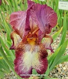 Les Iris plicata - une longue histoire et un bel exemple d'évolution Gibson10