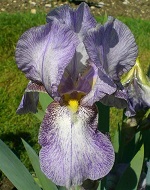 Les Iris plicata - une longue histoire et un bel exemple d'évolution Hawai_10