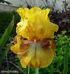 Les Iris plicata - une longue histoire et un bel exemple d'évolution Island10